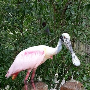 Meet your Posher, Marlo